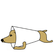 Lovely sausage dog 3