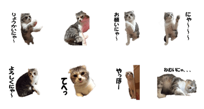 momosaburou