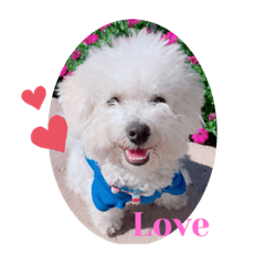 Mochi the Bichon