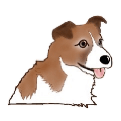 Irish Jack Russell Terrier