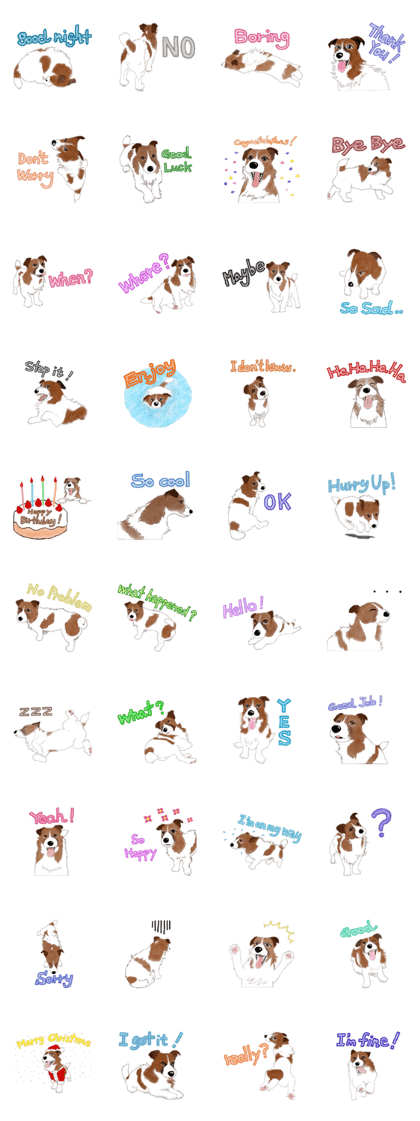 Irish Jack Russell Terrier