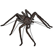 Handsome Spider