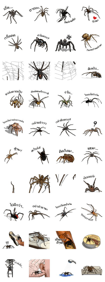 Handsome Spider