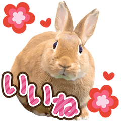 Cute Rabbit photos, BIG sticker!