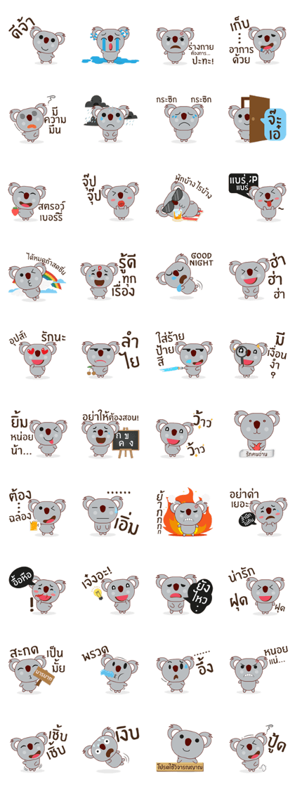 Coco little koala