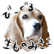 MIKIKO THE BEAGLE&KYON