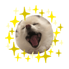 Nigi狗生系列