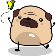 "Pugby" the Chubby Pug Dog