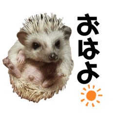 Cute hedgehog Tawashi.
