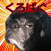REAL BLACK PUG