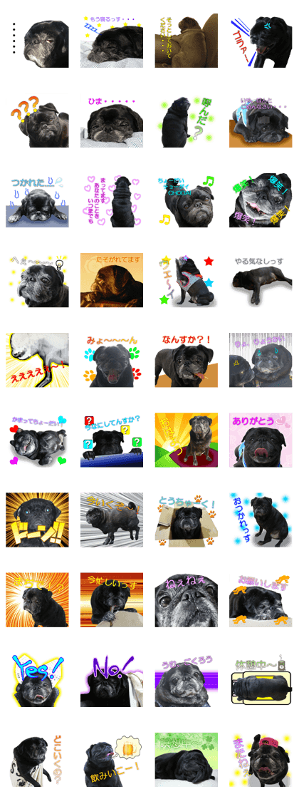 REAL BLACK PUG