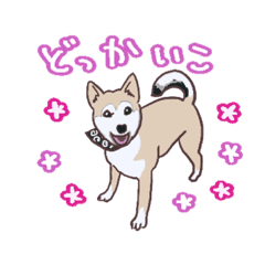 むぎ Special わんこと車中泊公式スタンプ Line スタンプ Line Store むぎ Special わんこと車中泊公式スタンプ Line スタンプ Line Store