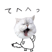 Moon-faced Persian cat Riki Ver.2