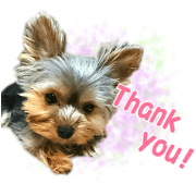 Everyday in yorkie "Paris"