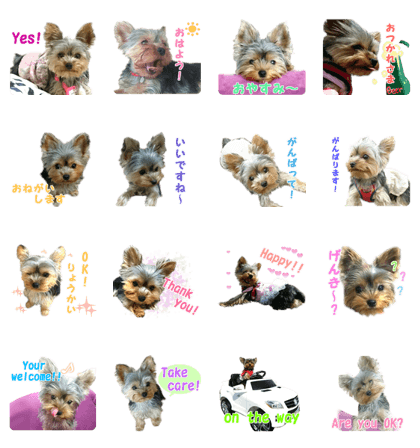 Everyday in yorkie "Paris"
