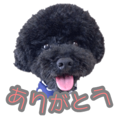 Fluffy Afro Black Poodle Kota
