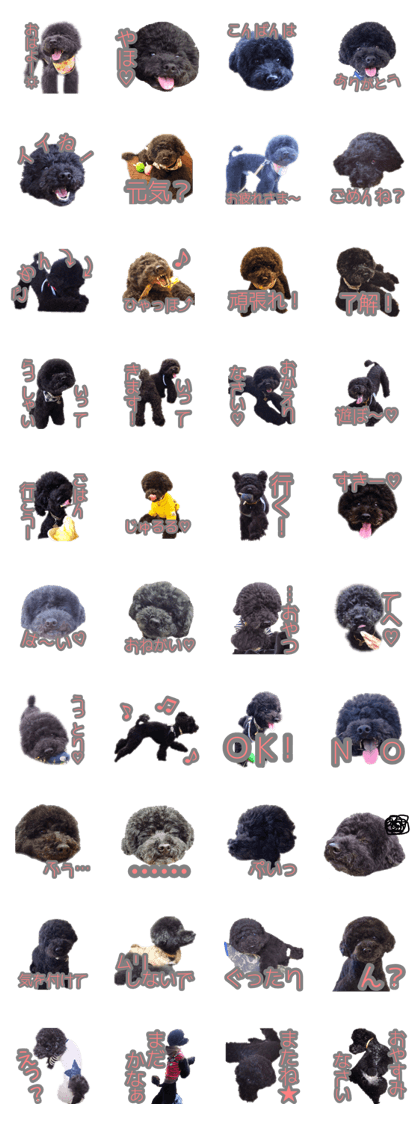 Fluffy Afro Black Poodle Kota