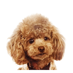 Toy Poodle Sticker "Clever01"