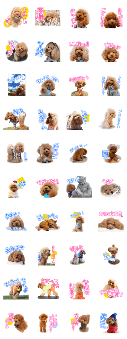 Toy Poodle Sticker "Clever01"