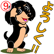 Daily greetings of miniature dachshund 9