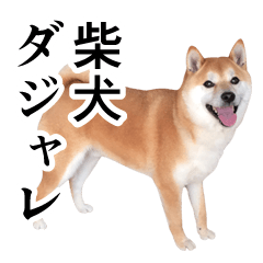 柴犬の写真スタンプ3【ダジャレ】
