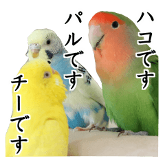 Parakeet is together SATORA