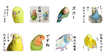 Parakeet is together SATORA