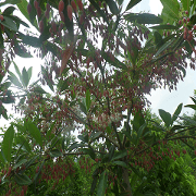 Weicheng
