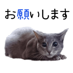 コスプレ猫の憂鬱