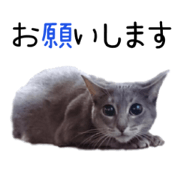 Cosplay cat's depression