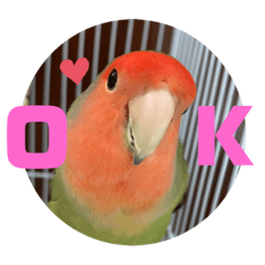 alice_20210221195517