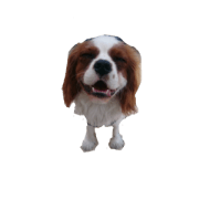 cat bird dog