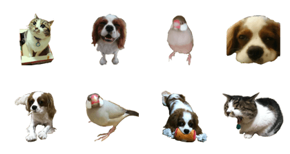 cat bird dog