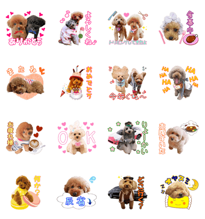 Everyone's Poodle
