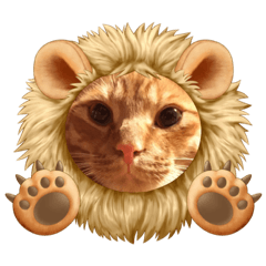 ゆめくん茶トラ