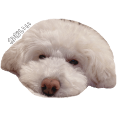 sherry_20210222030747