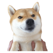 Shiba Sky II