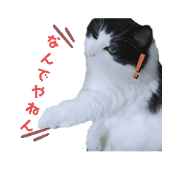hana_20210222121602