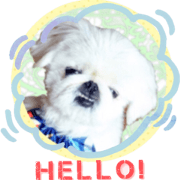 pekingese dog Ten's sticker