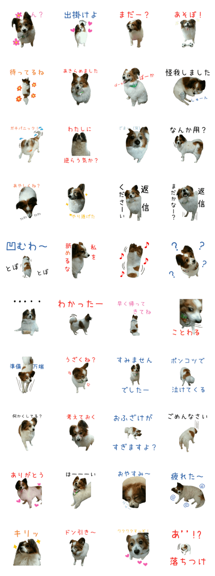 Hello! I'm a funny Papillon!