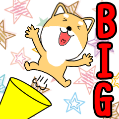 Shiba Inu that can be used every day3