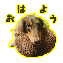 Cocoa's daily life 1