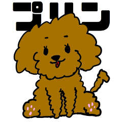 Cute toy poodle PURIN
