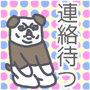busakawa dog Sticker