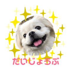 Pumacho_20210221225650