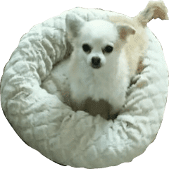 チワワのゆめちゃん と 愉快な仲間たち Line スタンプ Line Store