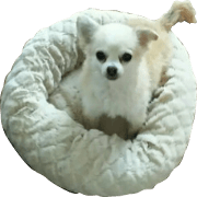 chihuahua no yumetyan
