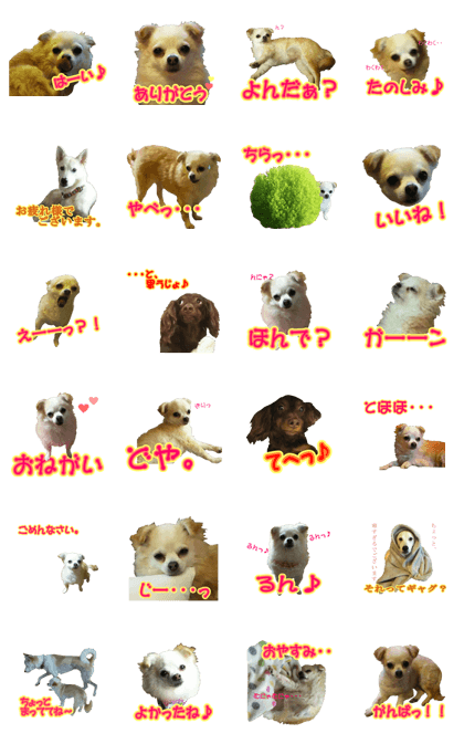 chihuahua no yumetyan