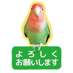 Lavebird pipi-chan