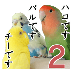 Parakeet is together SATORA 2